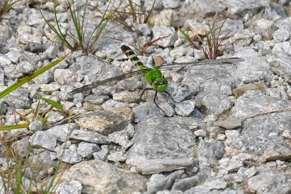 2025-08049945 Broad Meadow Brook, MA.JPG - Eastern Pondhawk Dragonfly (Erythemis simplicicollis). Broad Meadow Brook Wildlife Sanctuary, MA, 8-4-2025